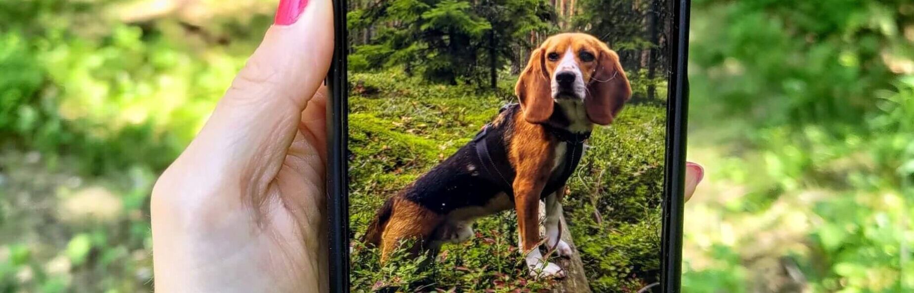 Koira metsässä kuvattuna kännykän näytön kautta.