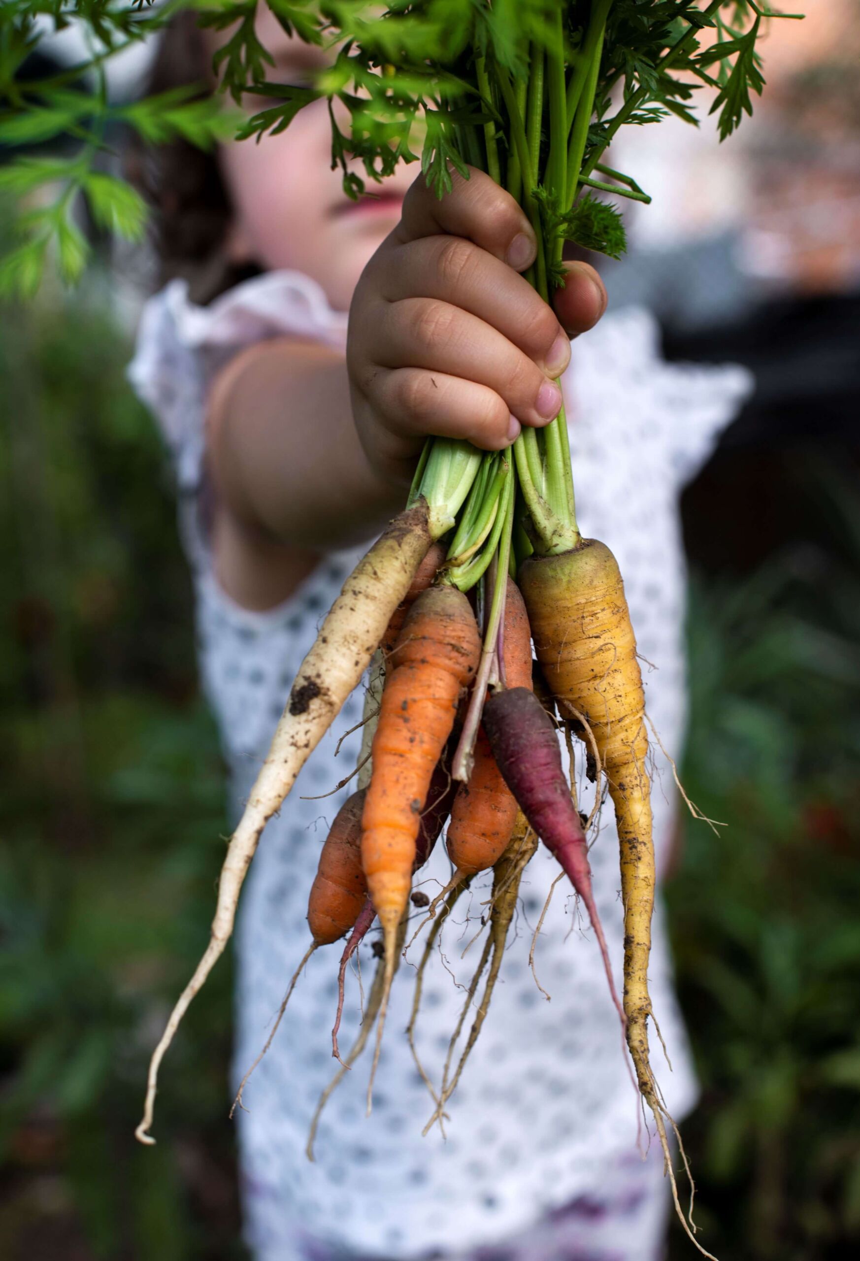 Lapsi pitelee monivärisiä porkkanoita edessään.